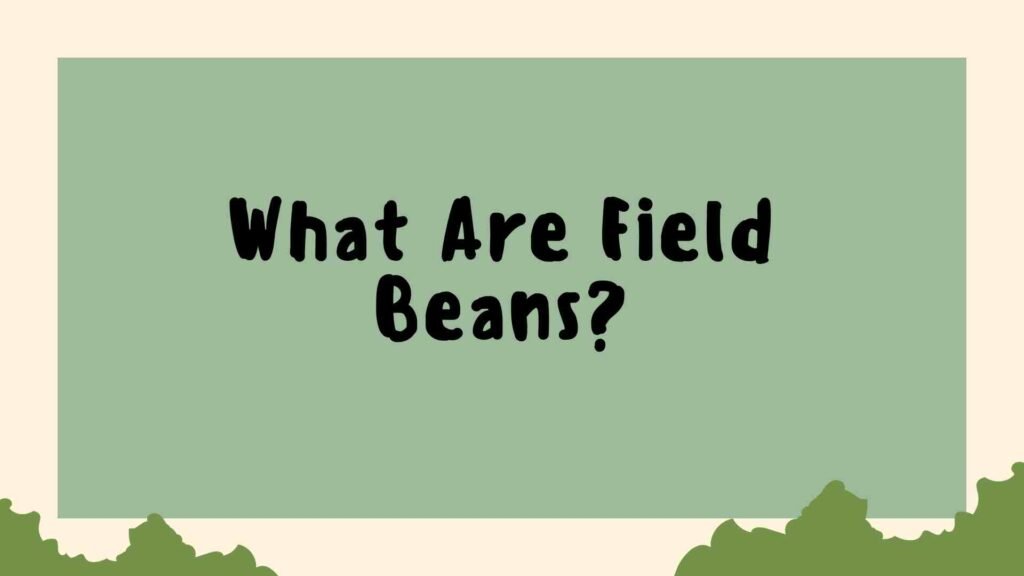 Field Beans