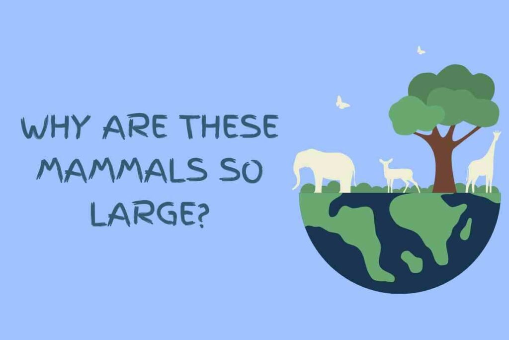 which is the largest mammal in the world